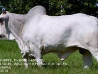 Lote 57