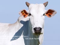 Lote 40