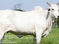 Lote 36