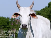 Lote 37