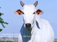 Lote 38