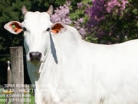 Lote 46