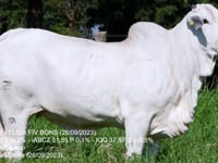 Lote 03