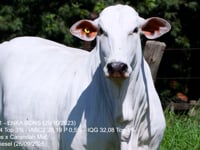 Lote 04