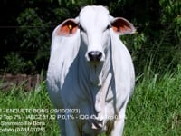 Lote 05