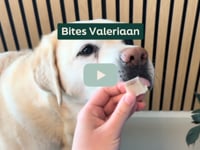 Sommige honden kunnen snel gestrest raken. Denk aan vuurwerk, onweer of lange autoritten. Onze schapenvet bites met valeriaan helpen jouw hond op een natuurlijke&amp;hellip;