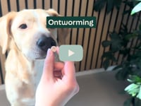 Wist je dat het wordt aangeraden om je hond minstens 4 keer per jaar te ontwormen? Met de Milbenin Kauwtabletten doe je dat op een veilige, makkelijke &amp;eacute;n&amp;hellip;