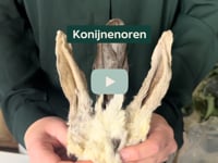 Heb je een hond met een gevoelige maag, of zoek je gewoon een gezonde snack? Dan zijn onze 100% natuurlijke konijnenoren de perfecte traktatie voor jouw maatje!&amp;hellip;