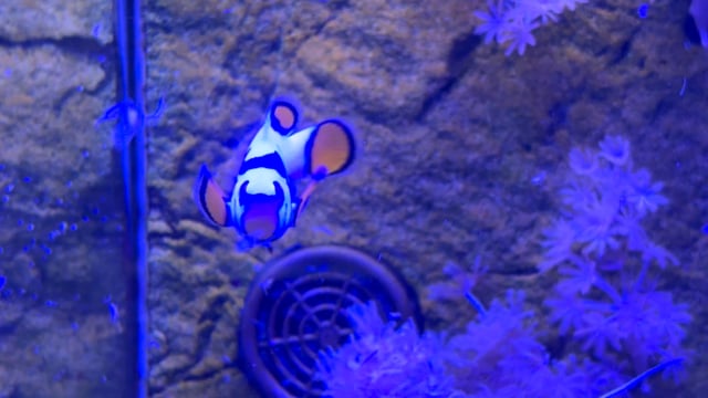 Clownfish WYSIWYG 14 video