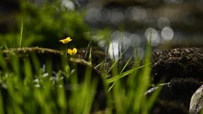 Colours and Sounds of River Lowther