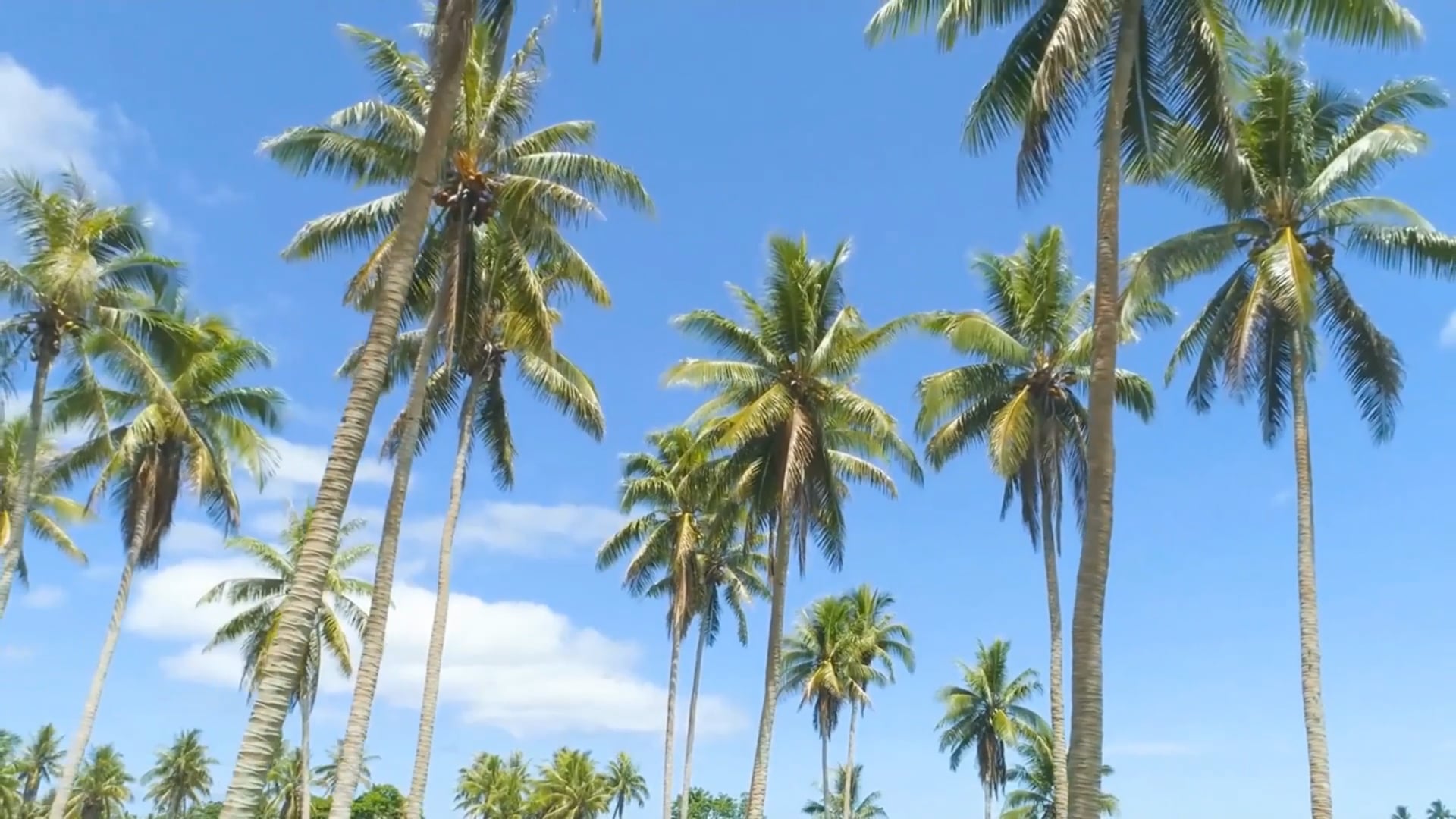 https://i.vimeocdn.com/video/2012878622-61a968c4648e9d24c95a5cd15f351c38b59b2c38dfd303f873e3512265dc57c1-d