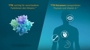Kardiale Transthyretin-Amyloidose