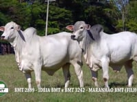 Lote 16 e 79