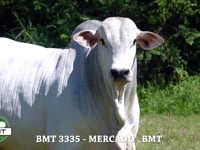 Lote 01