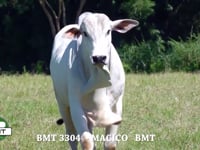 Lote 02