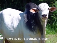 Lote 19