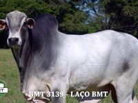 Lote 20