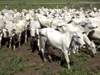 Lote 05C