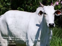 Lote 35