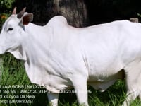 Lote 43