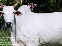 Lote 49