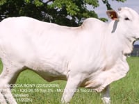 Lote 08