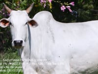 Lote 39
