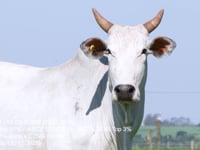 Lote 50