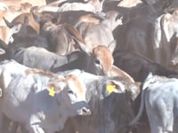Lote 31C