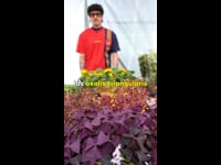 oxalis