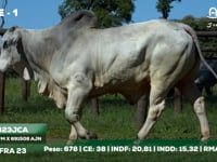 Lote 01