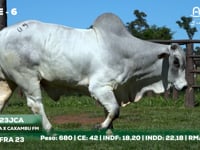 Lote 06