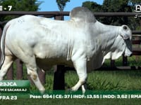 Lote 07