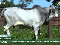 Lote 08