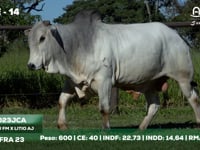 Lote 14