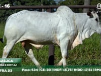 Lote 16