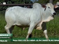 Lote 18