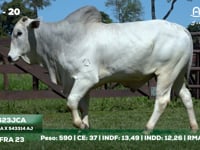 Lote 20