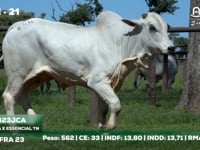 Lote 21