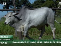 Lote 22