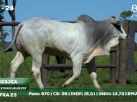 Lote 24