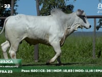Lote 23