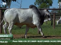 Lote 25