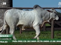 Lote 28