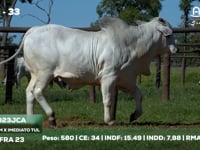 Lote 33