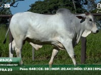 Lote 35