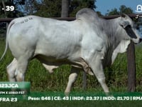 Lote 39