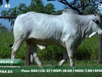 Lote 41