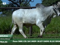 Lote 42