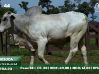 Lote 44